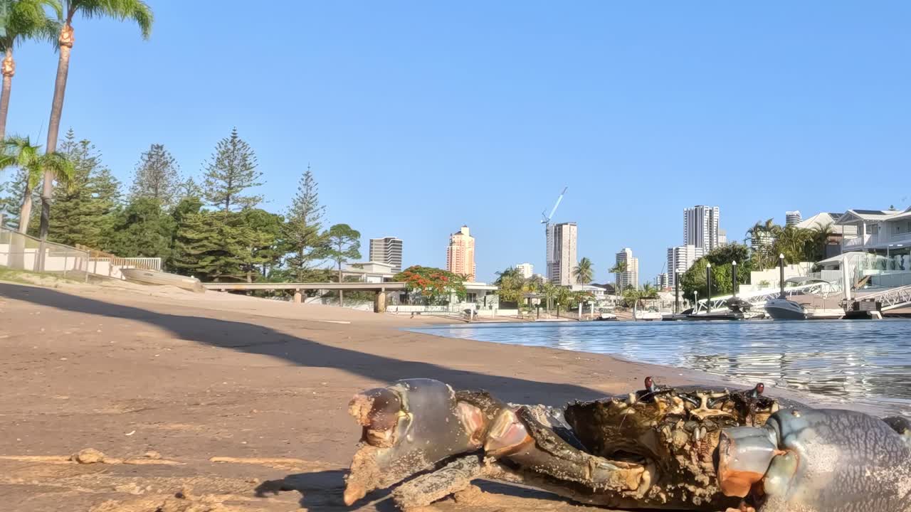 A crab moves across a sandy beach with a backdrop of city buildings and waterfront homes.