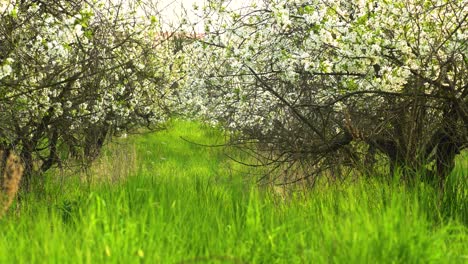 astonishing displays of blossom in spring in neglected sour cherry orchard