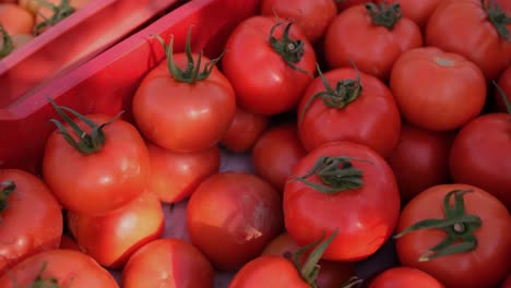 close-up of harvesting ripe tomatoes as a farmer places them in a basket