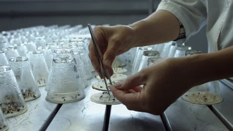 scientist researching on plants in laboratory. growing plants in lab