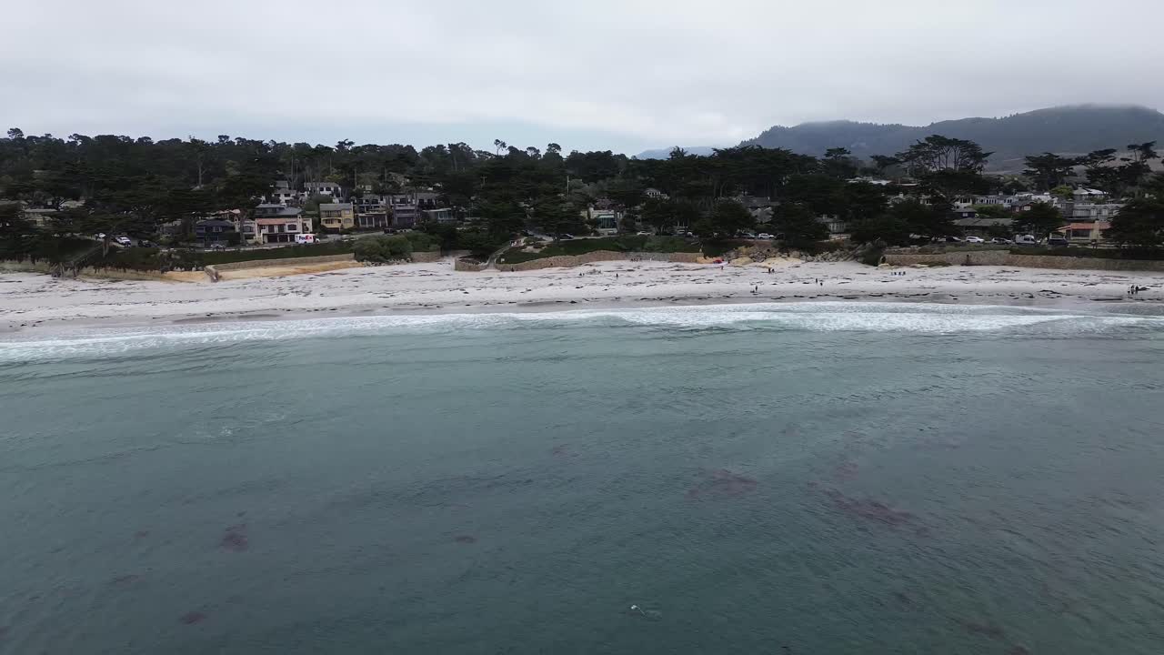 Dolphins playing near the shore, Carmel by the Sea