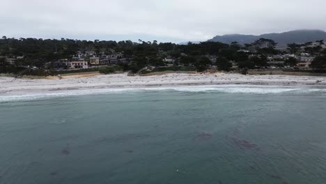 dolphins playing near the shore, carmel by the sea