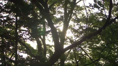 la luz del sol brillando a través de las ramas