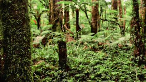 exuberante y húmeda selva tropical de nueva zelanda con vegetación verde
