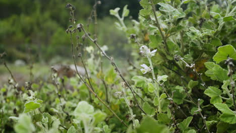 primer plano de las plantas