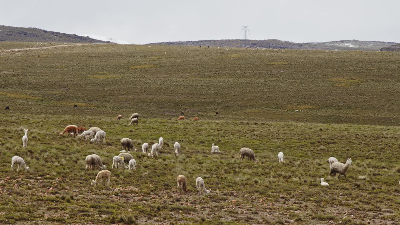 Paesaggio di pianura con lama e alpaca, Pampas Galeras, Perù