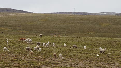paisaje de llanuras con llamas y alpacas, pampas galeras, perú.
