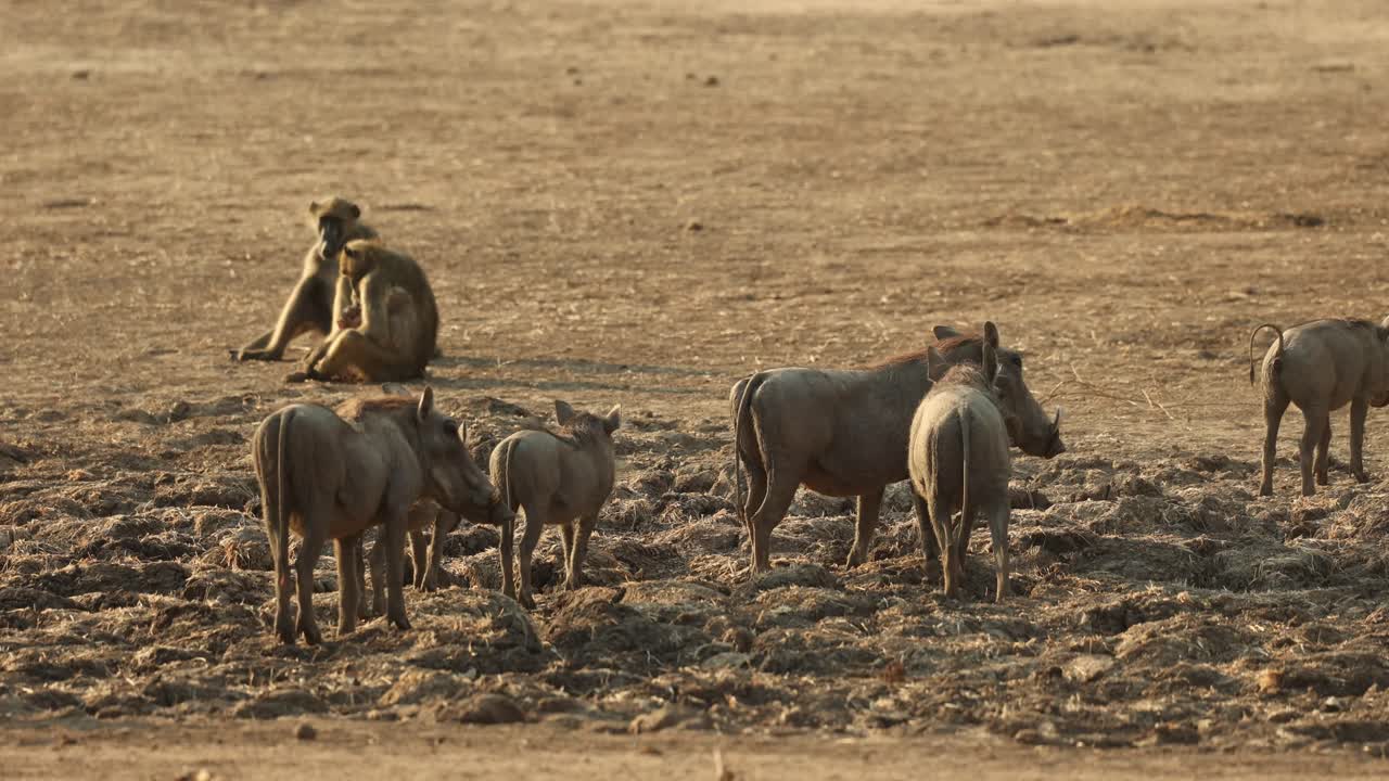 Medium shot of a group of warthogs walking past a troop of baboons which are sitting in the background, Mana Pools Zimbabwe