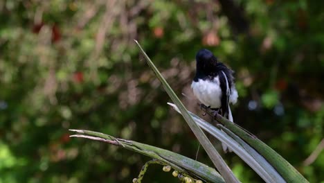 Das-Orientalische-Elsternrotkehlchen-Ist-Ein-In-Thailand-Sehr-Verbreiteter-Sperlingsvogel,-In-Dem-Er-überall-Zu-Sehen-Ist