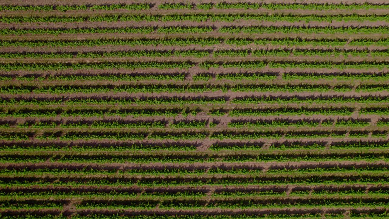 Aerial drone view of green vine lines in a vast vineyard