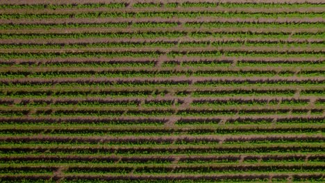 Aerial-drone-view-of-green-vine-lines-in-a-vast-vineyard