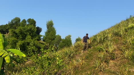 wide shot of man during trek goes down steep hill covered with pineapple plants