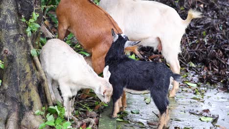 mother goat nurturing her playful baby goat