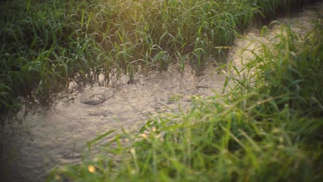 Close-shot-of-water-flowing-in-a-irrigation-canal-with-grass-cover-in-rural-india