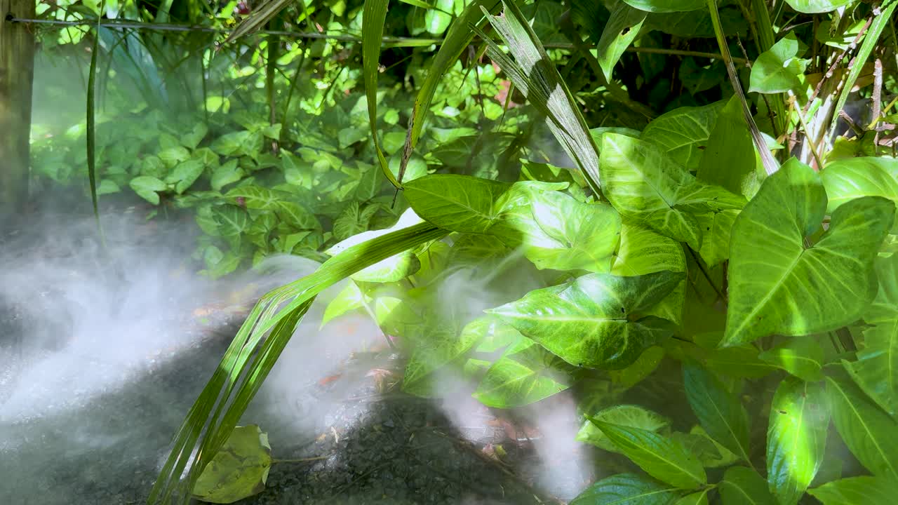 Thick white fog drifts among vibrant green foliage in bright outdoor natural daylight, static camera