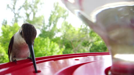 the best close up of a tiny fat humming bird with brown feathers sitting at a bird feeder in slow motion and taking drinks and eventually flies away