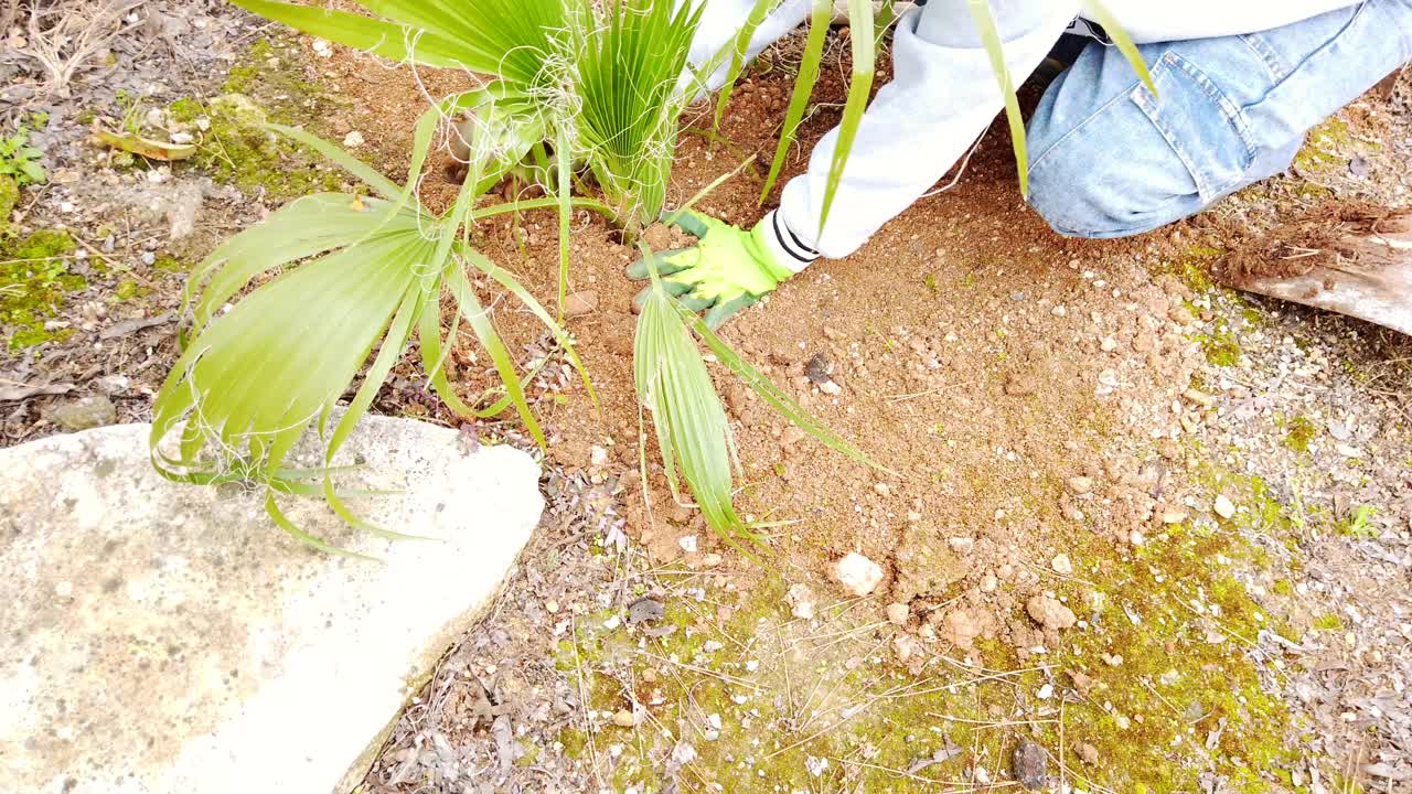 Pohon palem berhasil ditanam di taman dalam resolusi 4K, memperlihatkan tukang kebun mendorong tanah di sekitar pohon. Ideal untuk konsep pertumbuhan, alam, berkebun, dan gaya hidup luar ruangan.