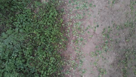 Green-Leaves-Falls-On-The-Dirt-Road-Track