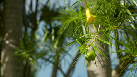 thevetia peruviana verde o fruta de nuez de la suerte con flor amarilla en forma de trompeta balanceándose en una rama en un parque tropical - primer plano