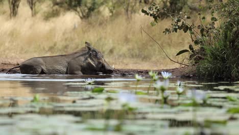 rack focus from water lilies to a warthog laying down in the mud, greater kruger