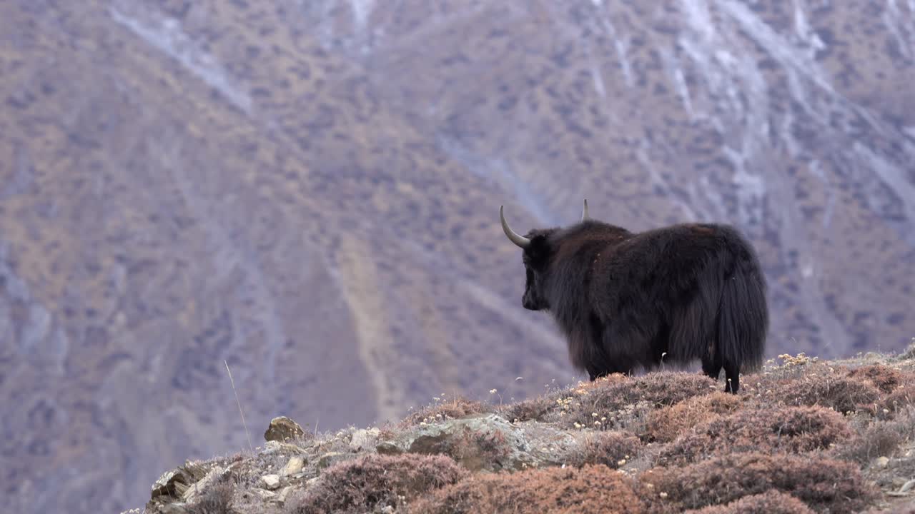 En yakokse, der står på en bakke med Himalaya-bjergene i baggrunden i Mustang-regionen i Nepal.