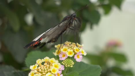 macro shot of black butterfly resting on colorful flower in nature - beautiful details shot with antenna and pattern on feathers