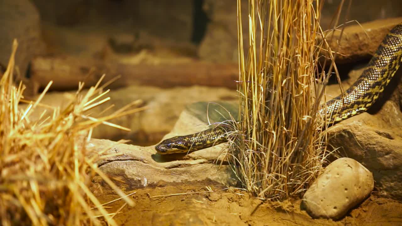Python in enclosure