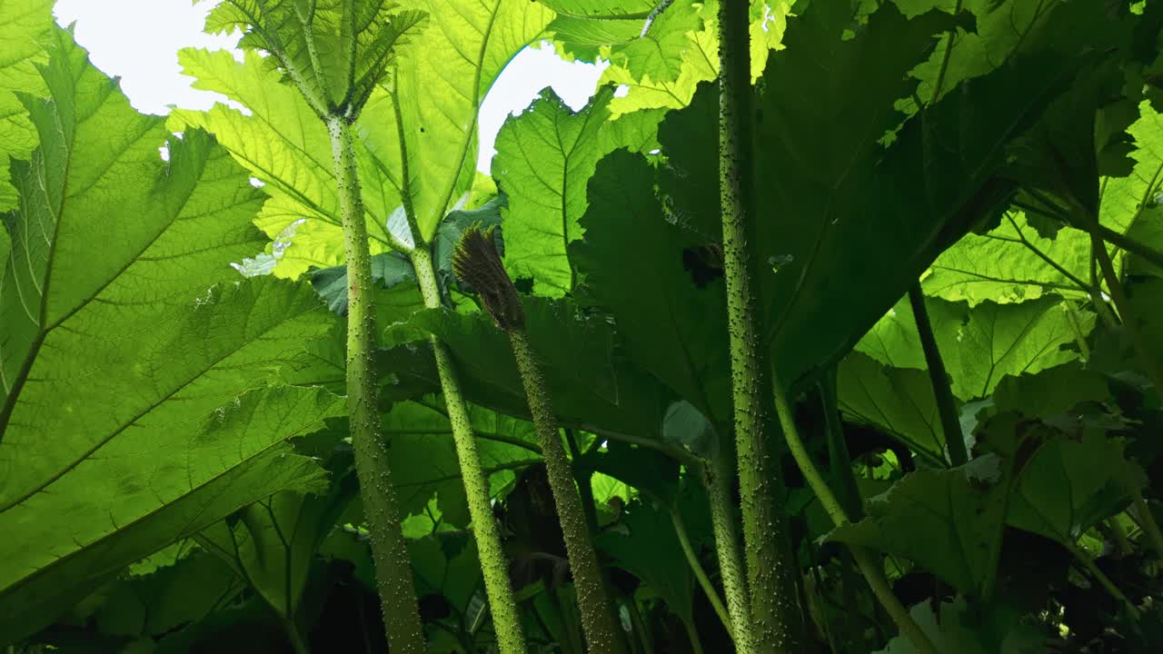 Gunnera sp. of plant, leaves and stalks, panning up towards sun, backlit