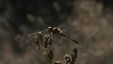 libélula en una planta