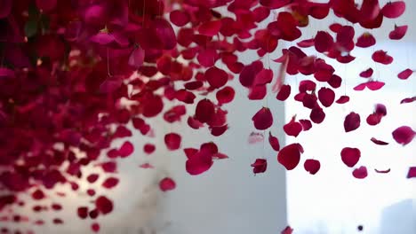 red rose petals decor