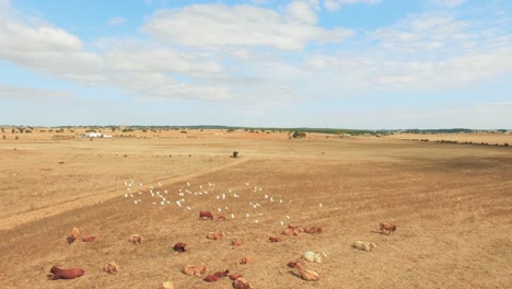 aerial view of cows and birds in a dry field