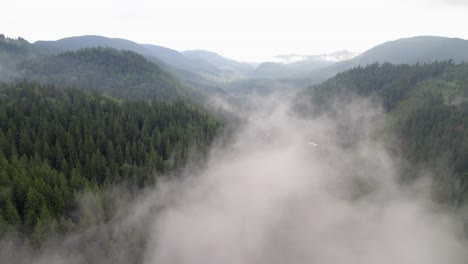 fog cloud hanging over a pine forest with little village below