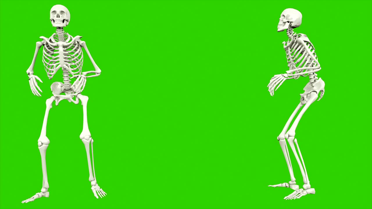 cammino dello scheletro. animazione a loop senza soluzione di continuità sullo schermo verde.