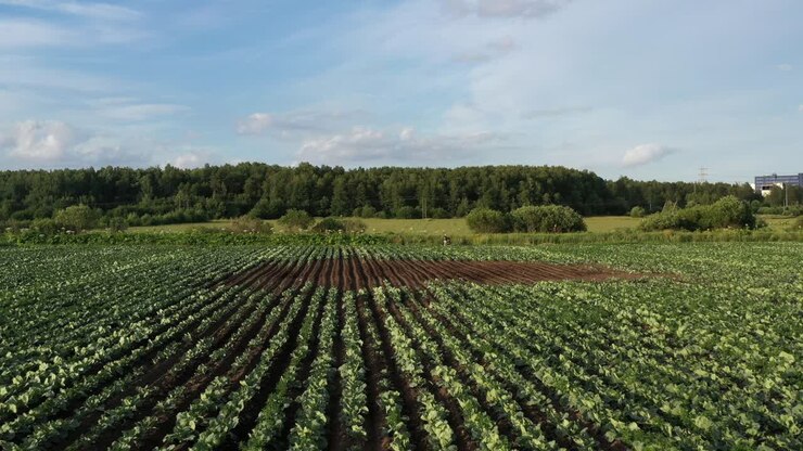 Cabbage plantation in the field. Vegetables grow in a rows. Aerial view from drone