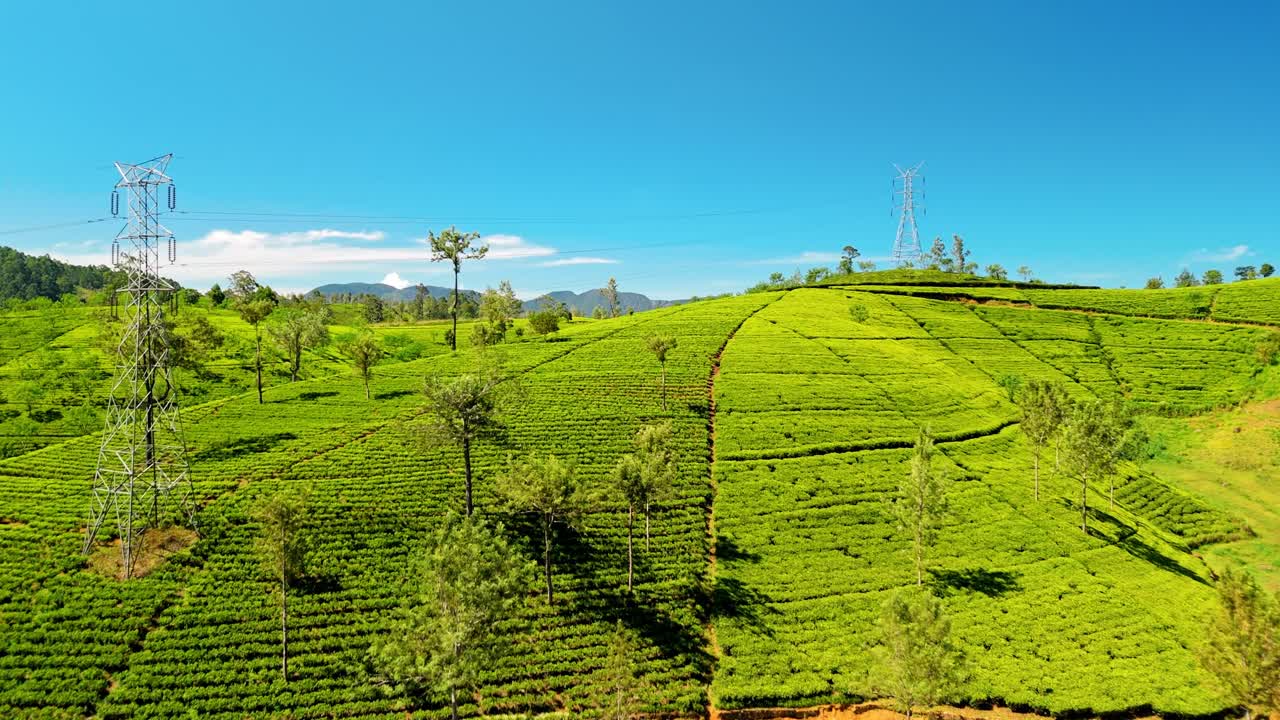 Breathtaking aerial drone footage soaring over the lush tea fields of Nuwara Eliya, Sri Lanka.