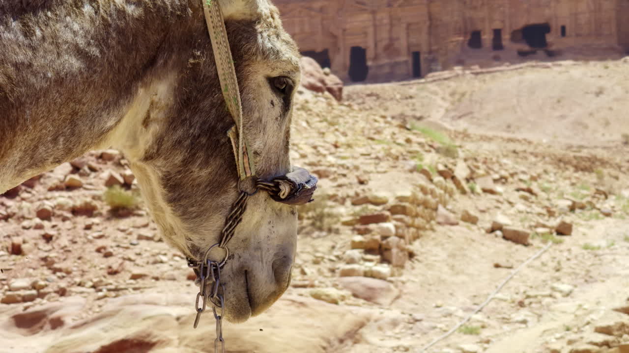 el burro en petra, jordania