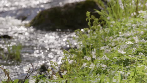 NATURE---Wood-anemone-flowers-next-to-a-stream,-Sweden,-slow-motion-focus-pull