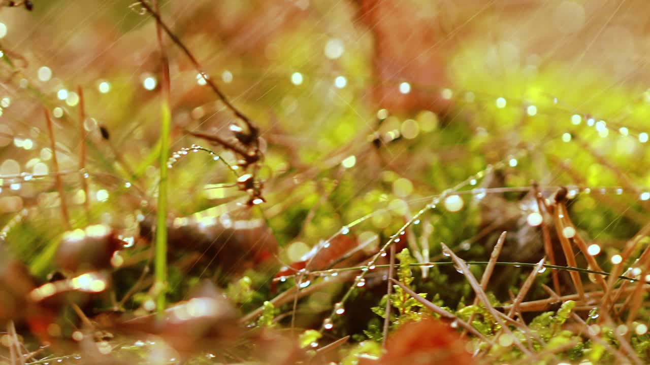 Cogumelo Boleto em uma floresta ensolarada na chuva.