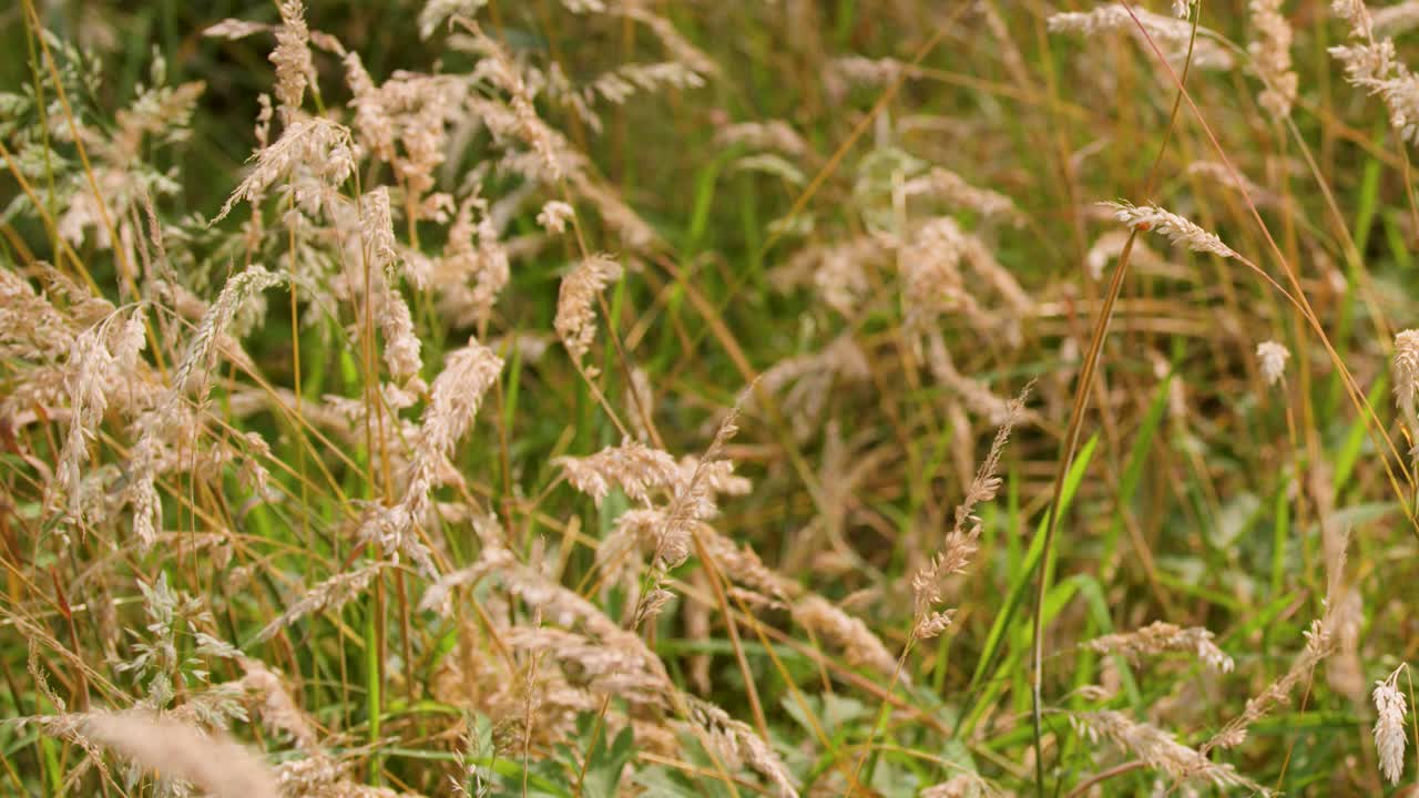 Close-up of wild grasses gently moving in summer breeze, natural daylight, shallow depth of field