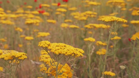 yellow flower in the poppy flower field uzbekistan