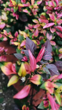 close-up of colorful leafy plant