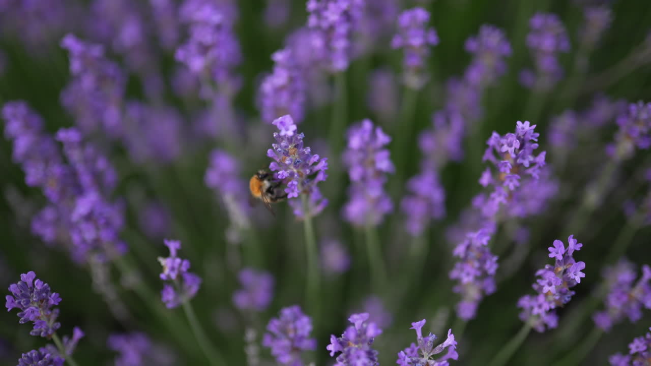 Primo piano di un'ape che raccoglie nettare da fiori di lavanda in fiore a fuoco morbido, mostrando l'armonia della natura e l'impollinazione.