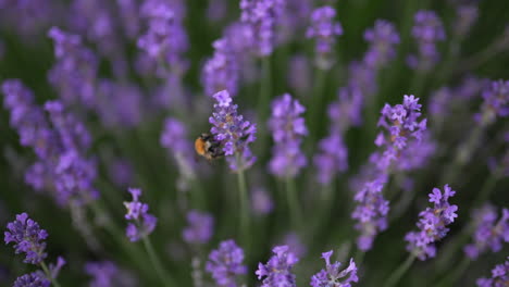 close-up of a bee collecting nectar from blooming lavender flowers in soft focus, showcasing the harmony of nature and pollination
