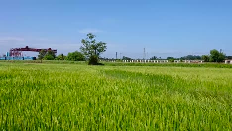 train journey through rice fields