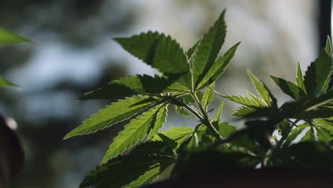 Close-up-of-a-potted-marijuana-plant-in-a-backyard-in-Ontario-on-a-beautiful-day