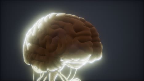 animated-model-of-human-brain