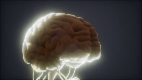 modelo animado del cerebro humano