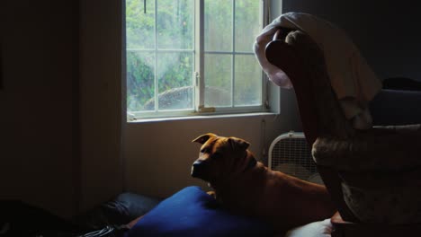 perro triste esperando a su dueño por la ventana pit bull shar pei