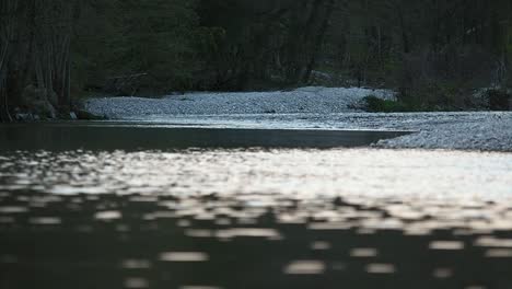 River-flowing-through-a-forest-in-the-evening-in-france