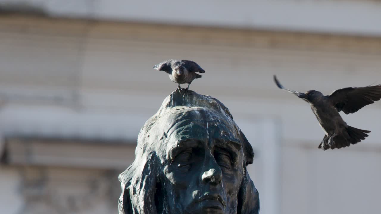 Small bird stands atop bronze statue head, bright daylight, close-up, minimal camera movement